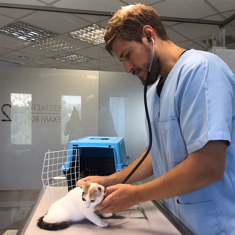 Vet tends to injured kitten in Greece, Let's Be S.M.A.R.T.