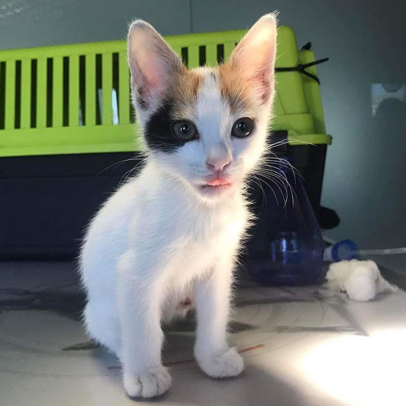 rescued calico kitten in Greece, Athens