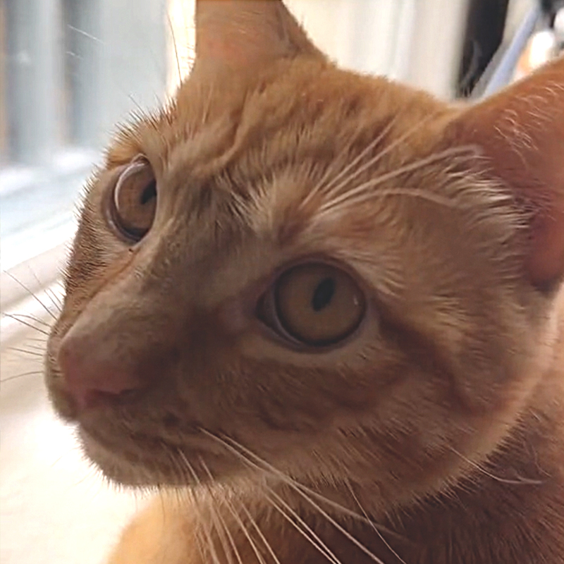 Mr. Peach the St. Patrick's Cat on TikTok