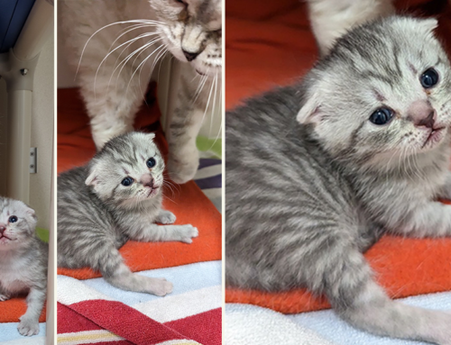 Rescuers Received a Tiny ‘Welcome Surprise’ When a Surrendered Mama Cat Arrived at a Seattle Shelter