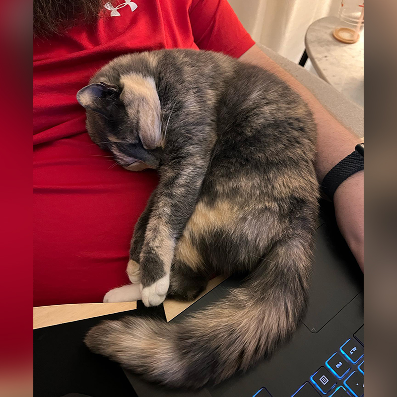 Nora the dilute calico with her dad, Damien, daddy's girl, rescue cat, Nala Meets World