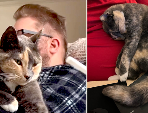 Nora the Abandoned Cuddly ‘Pandemic Cat’ Becomes Daddy’s Girl with a ‘Backup Human’