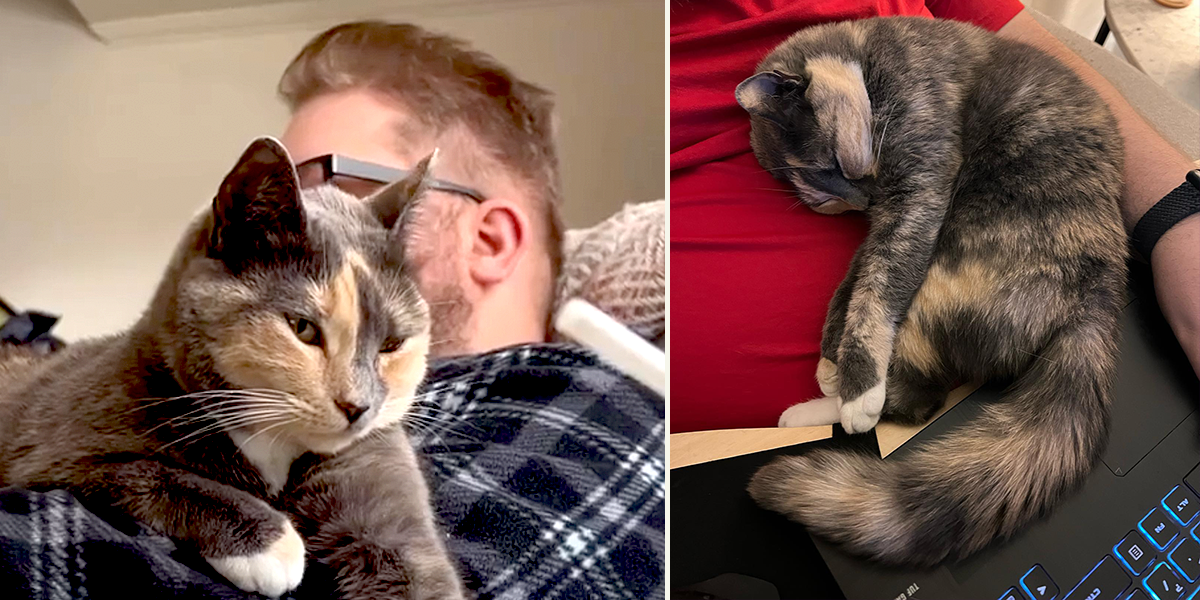 Nala Meets Worlds, Nora the dilute calico and her adopted dad Damien, rescued cat, Pennsylvania