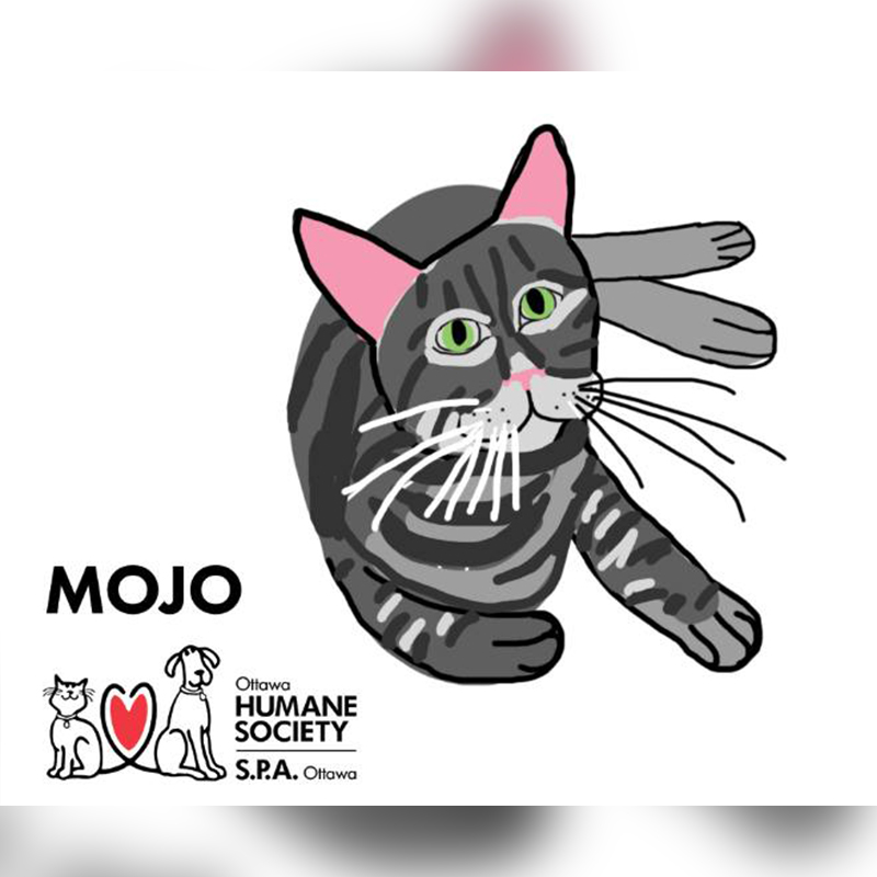 Ottawa Humane Society, drawing of Mojo the cat