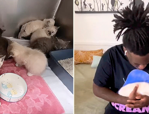 Young Man’s ‘Unfiltered Joy’ Adopting First Kitten Reminds Rescuer Why She Does It