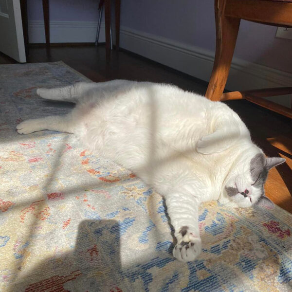 Patches the 42Pound Cat Huge WeightLoss Inspiration