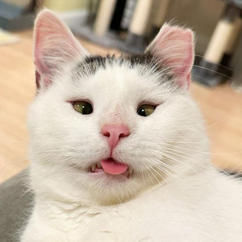 Cat with tongue bled, stabismus, cross eyed
