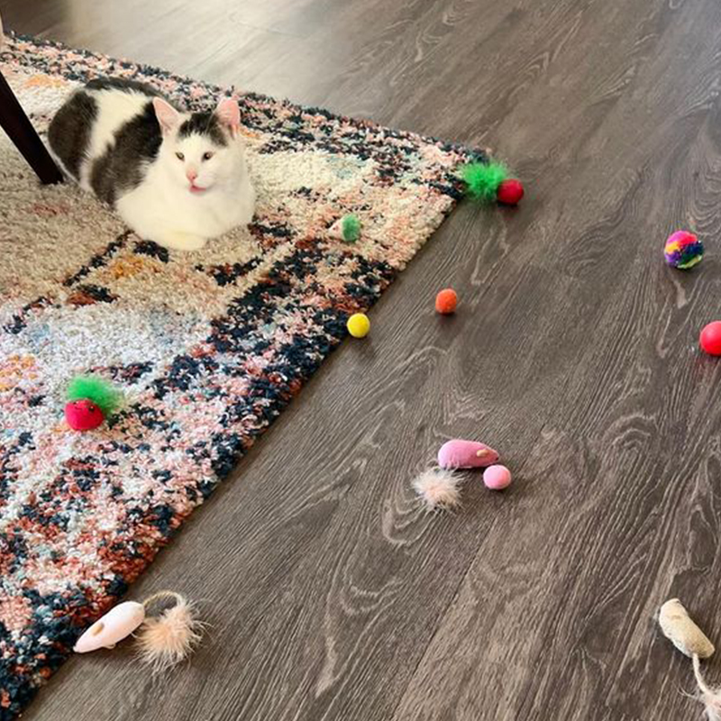 Instagram, littlebabypossum, rescued cat, cat toys