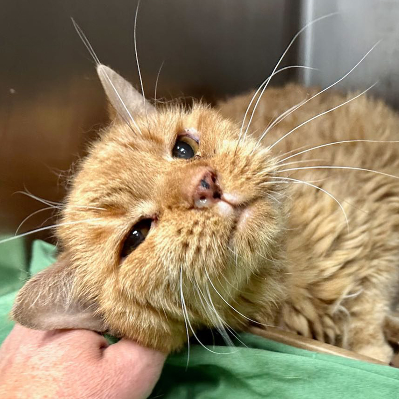 Timber's Legacy, Pumpkin the 14-year-old cat surrendered by elderly owner, palliative care, fospice home, Manhattan, New York, 3