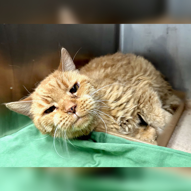 Timber's Legacy, Pumpkin the 14-year-old cat surrendered by elderly owner, palliative care, fospice home, Manhattan, New York, 2