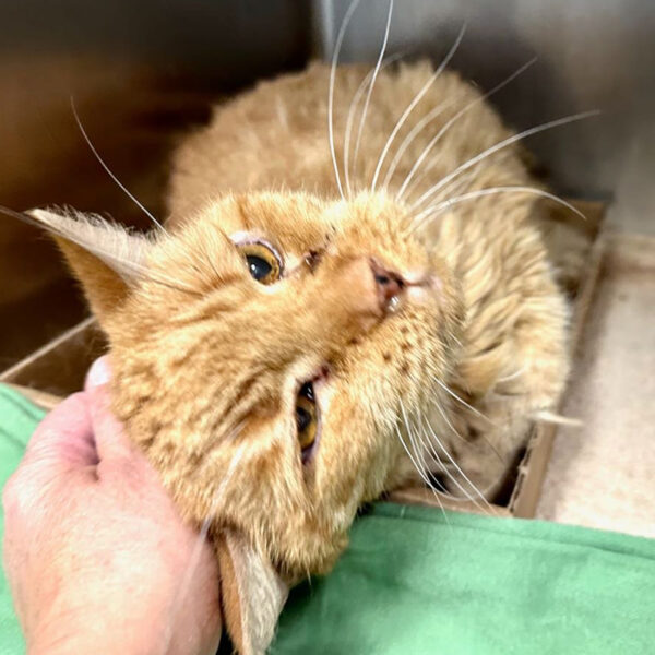 Elderly Owner Forced to Give Up Cat But Rescuers Save Him