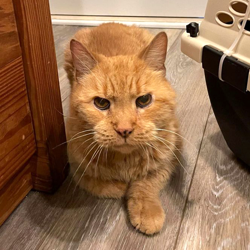 Pumpkin the cat from Timber's Legacy in his foster or fospice home