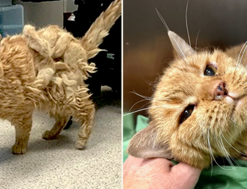 Elderly Owner Forced to Give Up Senior Cat, But Rescuers Give Him a Loving ‘Fospice Home’