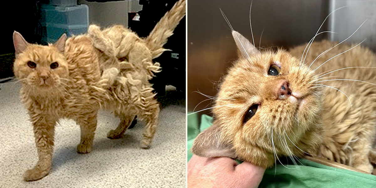 Timber's Legacy, Pumpkin the 14-year-old cat surrendered by elderly owner, palliative care, fospice home, Manhattan, New York