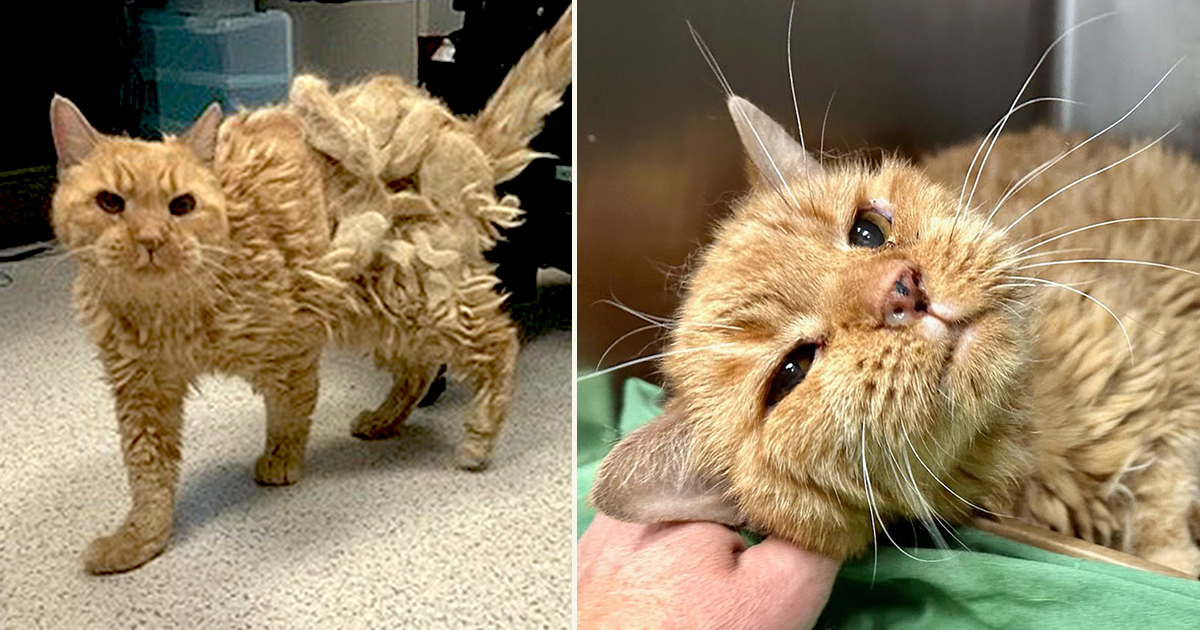 Elderly Owner Forced to Give Up Cat But Rescuers Save Him