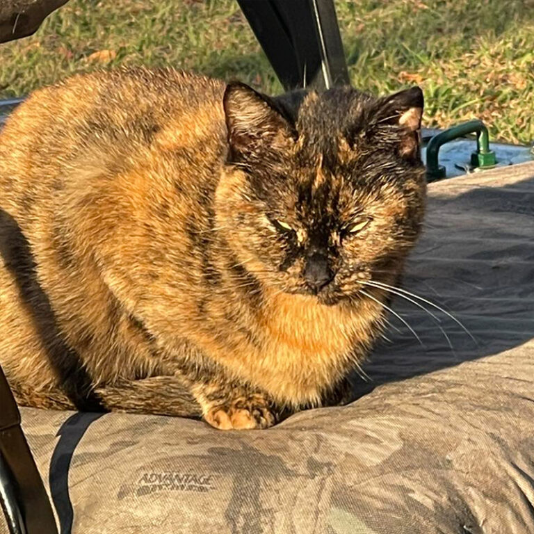 Ruby Ridge Cat Rescuers Show Injured Pregnant Feral Cat Ruby a Kinder World