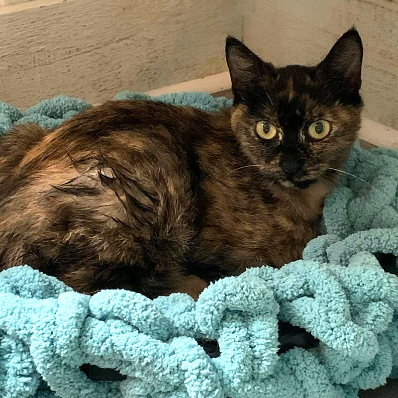 Tortoiseshell feral cat on a blue cat bed, A Kitten Place, Tampa