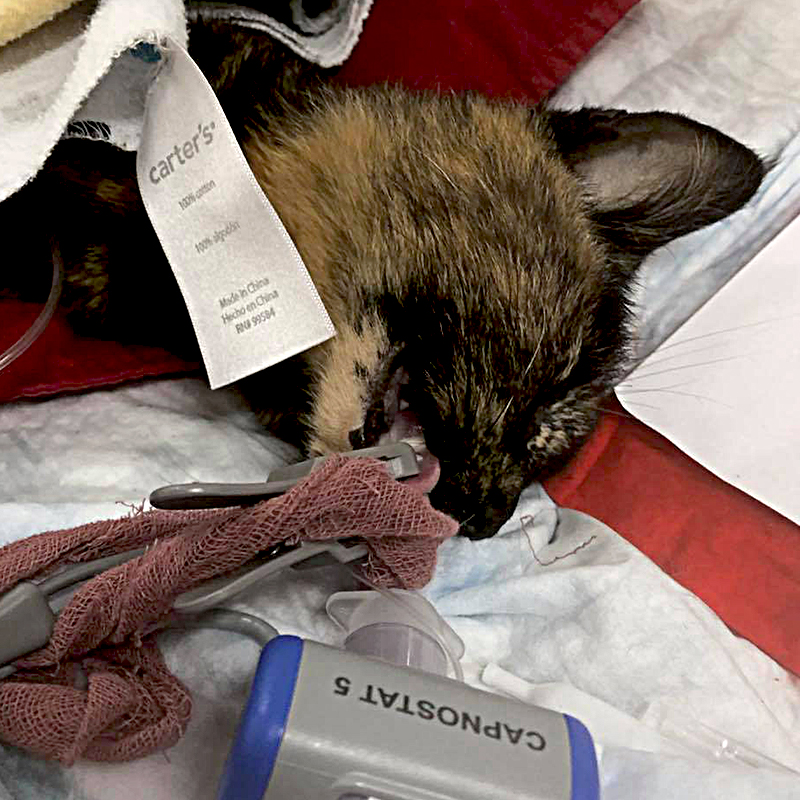 Ruby the tortoiseshell cat goes through surgery at Florida veterinarian