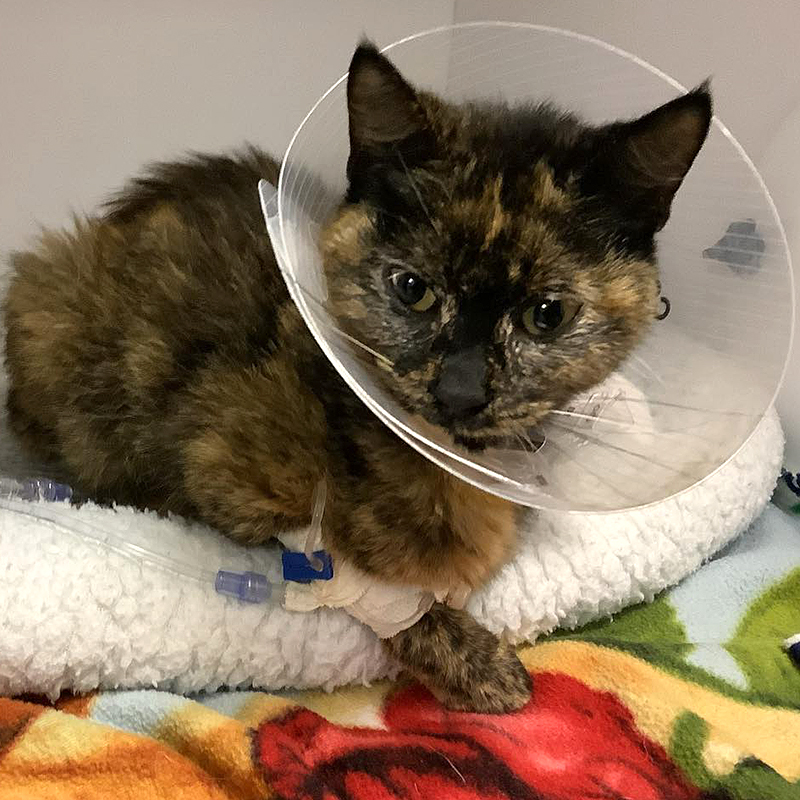 Ruby wears a cone after surviving surgery, A Kitten Place, Florida
