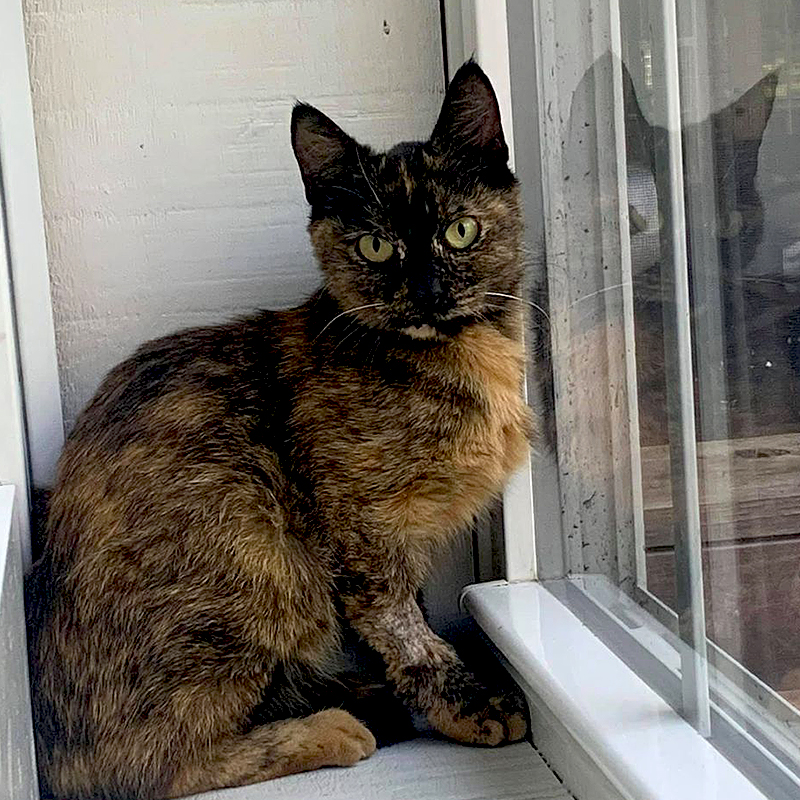 Tortoiseshell cat on a windowsill, Feral cat