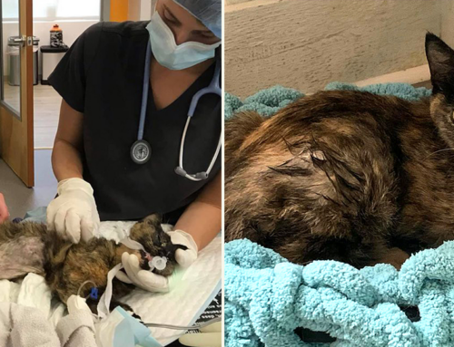 Rescuers Show Injured Pregnant Feral Cat Ruby a Kinder World and Sanctuary