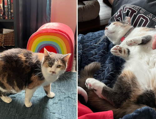 Sidney, the Biscuit-Making Queen Kitty, Finally Finds Furever Home After 600 Days in Foster Home