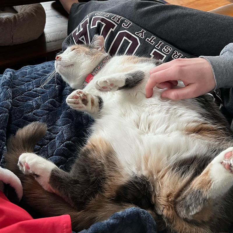 Adopted cat in home in Columbus, Ohio, belly scratches