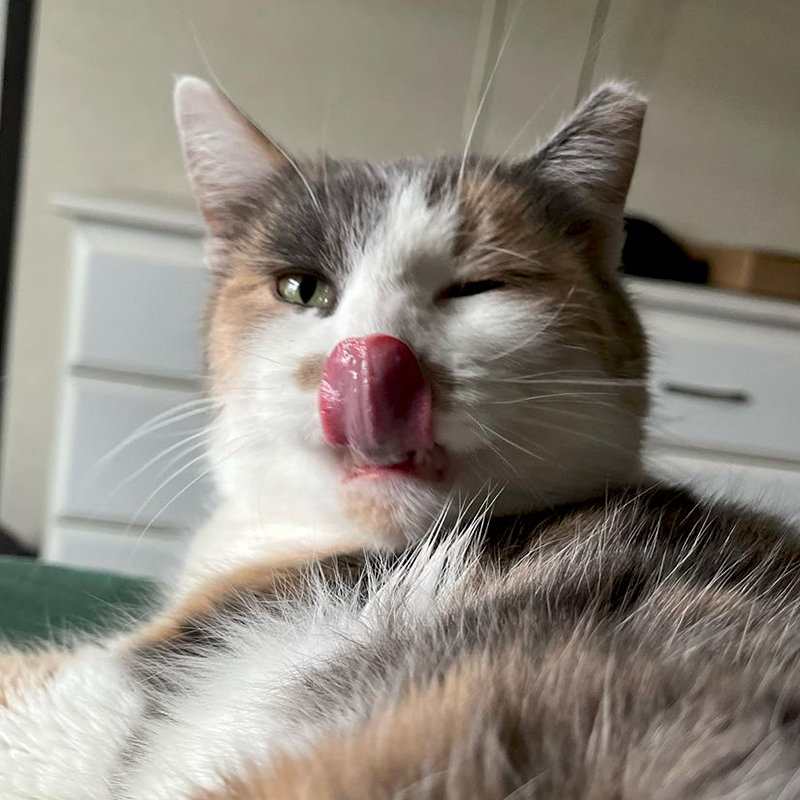 Calico cat licks her nose with her tongue