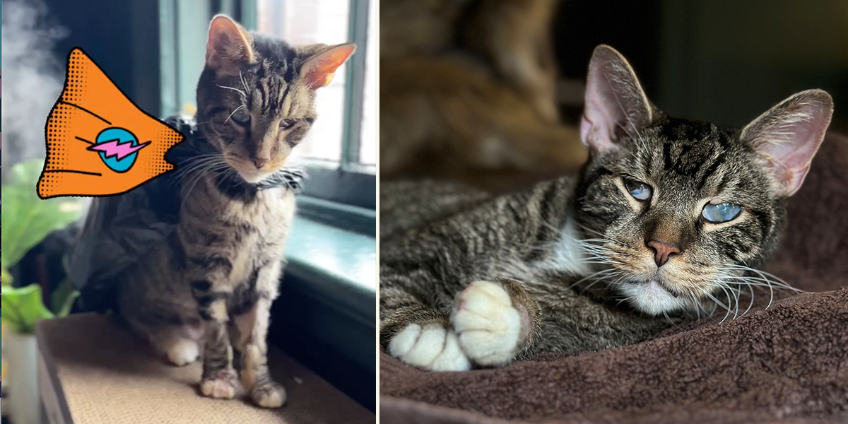 Count, Supurr Count, senior blind cat overcomes cancer and heart disease, Little Wanderers, NYC, rescue, Talisman Brolin