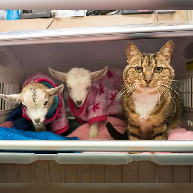 Tabitha with Bubbles and Squeak the baby goats in an incubator, 1