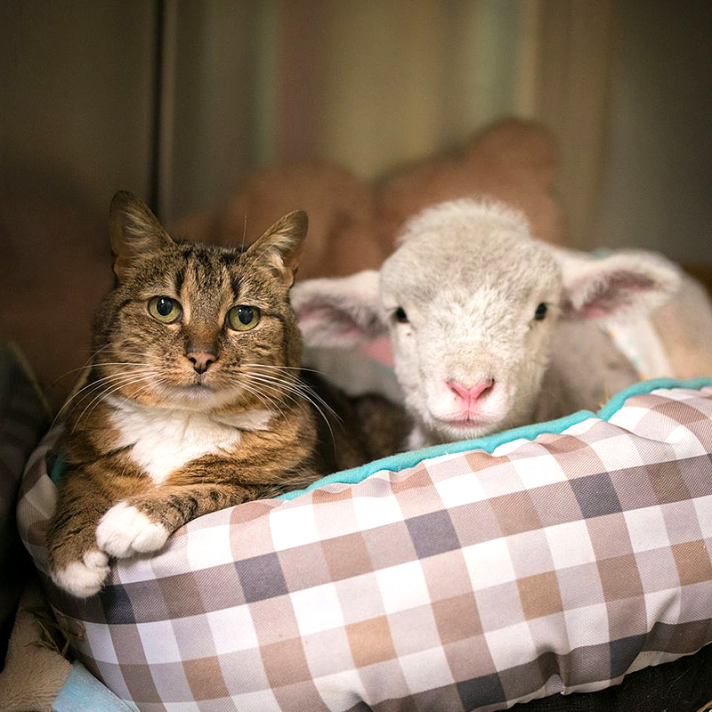 Tabitha the Vet Nurse cat from Edgar's Mission and Miss T the lamb