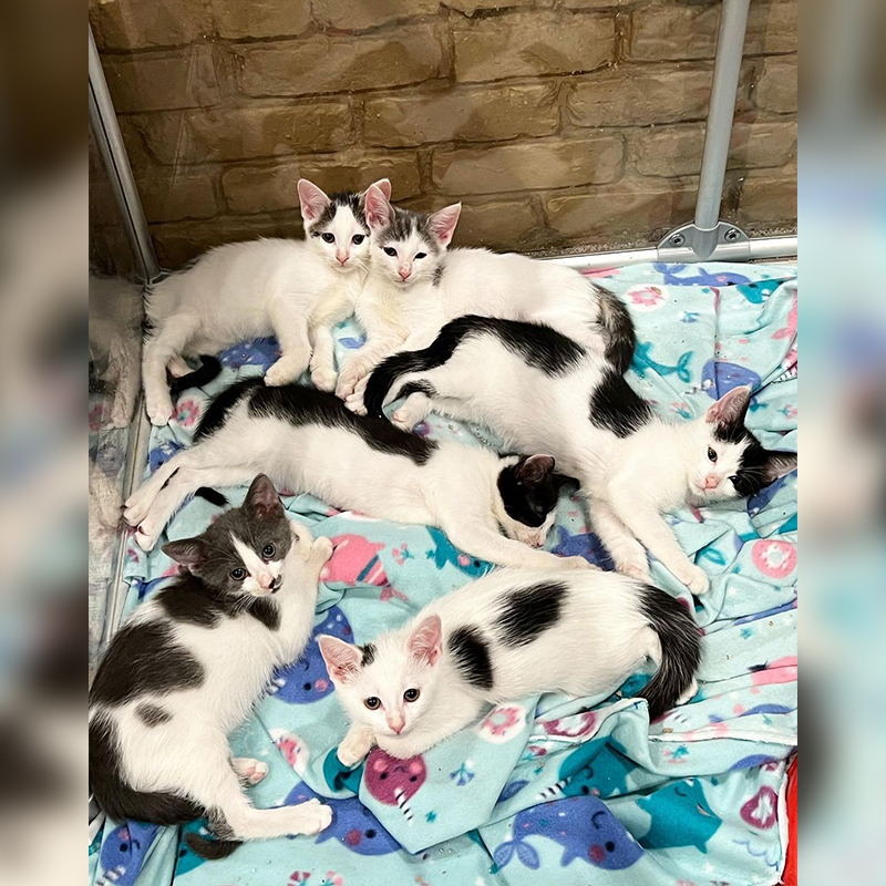 The Oy's litter of six black and white kittens saved from a construction site