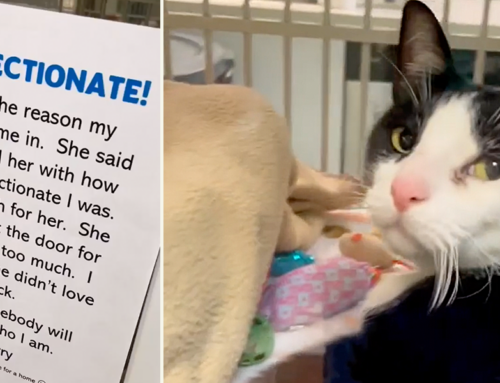 Thousands Fall in Love with Jerry, a Cat Surrendered for Being ‘Too Affectionate’