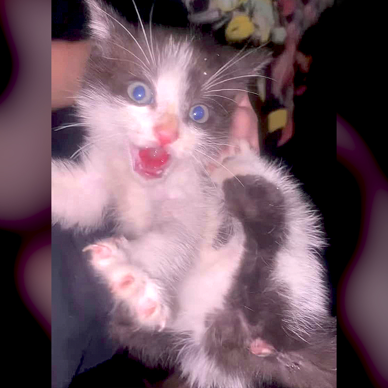 Rescued kitten from abandoned house at night in Coalport, PA, Horror movie kittens