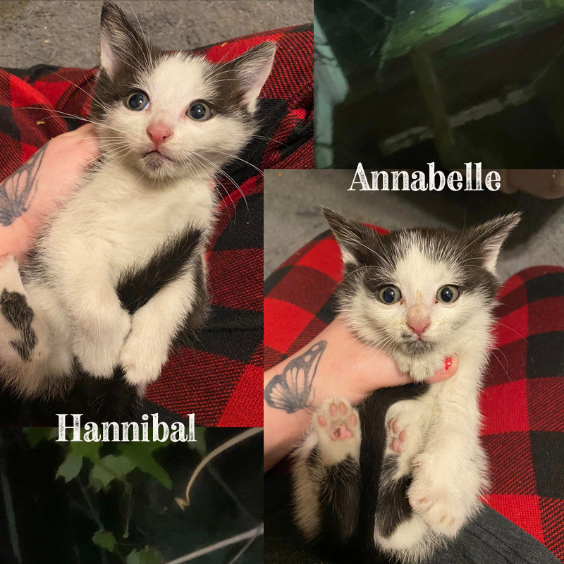 Hannibal and Annabelle the Horror Movie-themed rescue kittens, Tiny Paws Nicu, Pennsylvania 