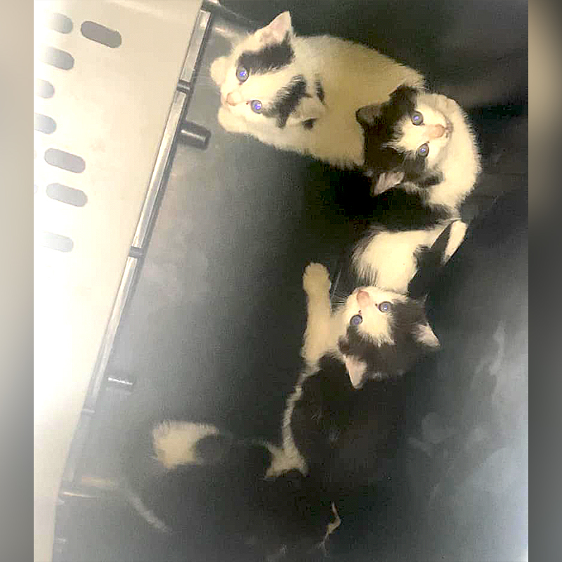 Rescued Horror Movie kittens, Irvona, Pennsylvania 