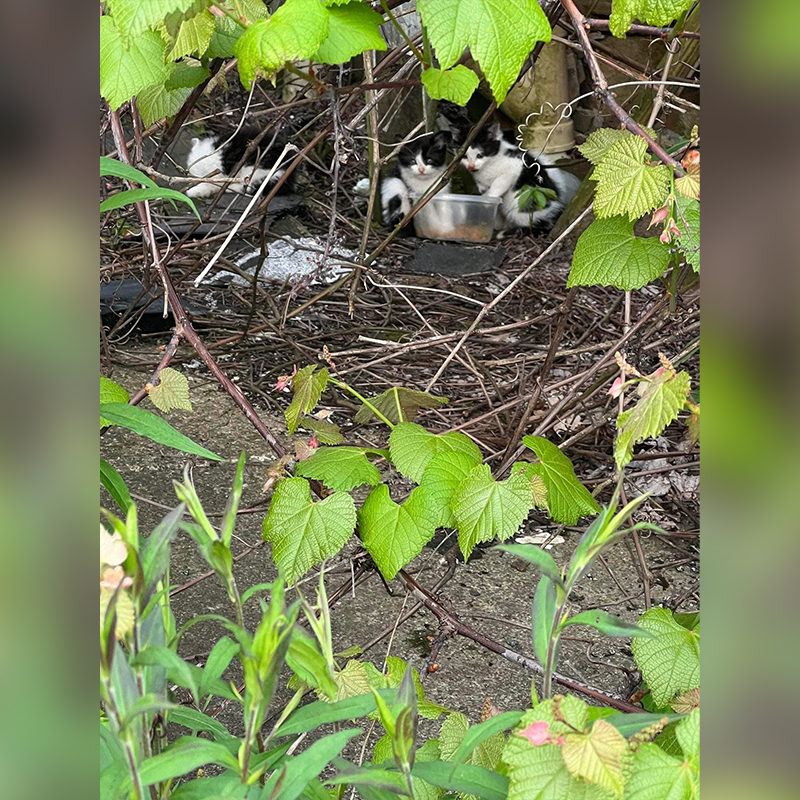 Kittens in the bushes near an abandoned house in Coalport, PA
