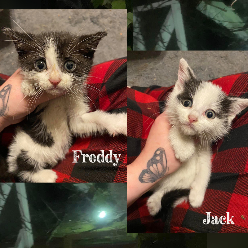 Freddy and Jack the Horror Movie-themed rescue kittens, Tiny Paws Nicu, Pennsylvania 