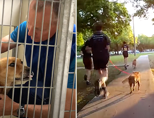 Bright Idea of Cross Country Teams Running with Shelter Dogs Takes Off