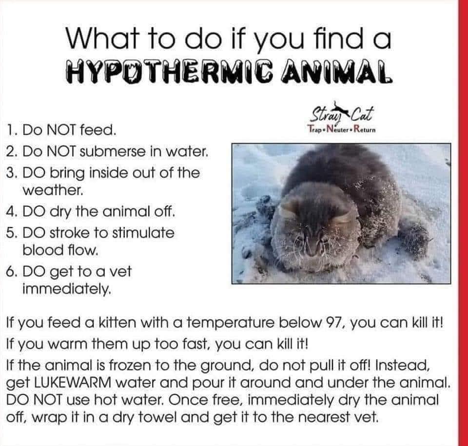 what to do if you find a hypothermic animal