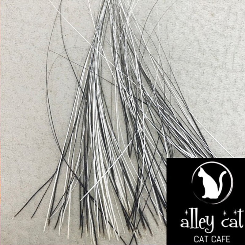 Alley Cat Cafe in Ontario, whiskers collected for Volana Kote