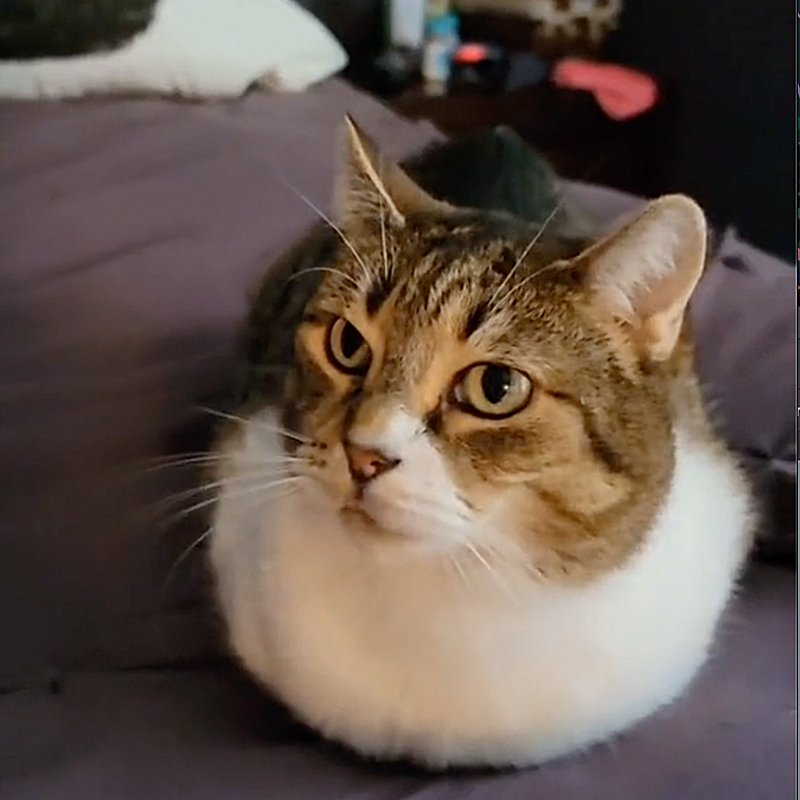 Arya the loaf cat, Gizmo's Best Life, TikTok