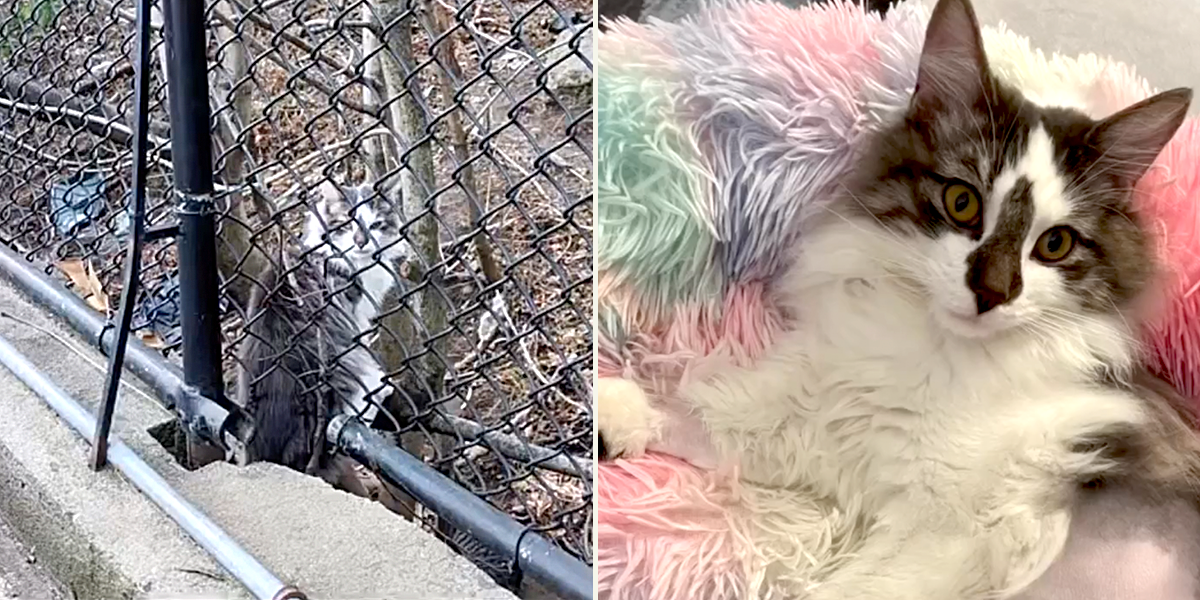 Ballad, rescued cat from colony in Bay Ridge, New York, Brooklyn, Bay Ridge Kittens, Maggie Shnayerson