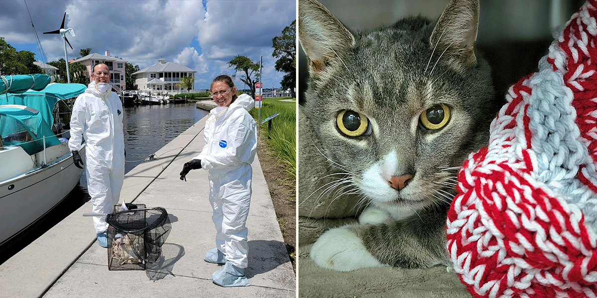Martin County Sheriff's Office (MCSO) and Animal Services, Captain Jack the cat rescued from boat after owner passed away, Stuart, Florida, Humane Society of the Treasure Coast