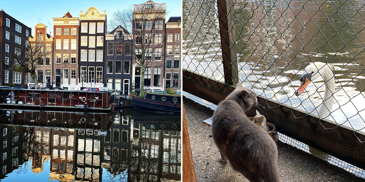 Amsterdam's Floating Cat Shelter, De Poezenboot, Has Rescued Cats for 55 Years, The Cat Boat
