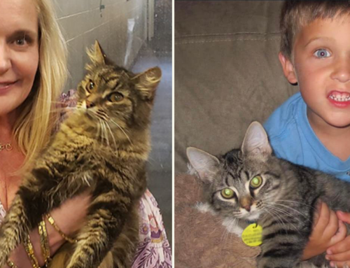 Animal Control Officer Turned Detective Reunites Family with Kitten Lost 11 Years Ago