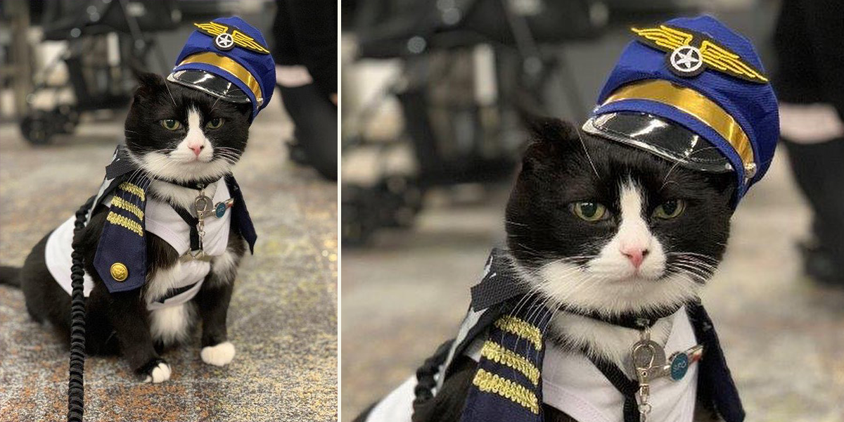 Duke Ellington Morris, therapy cat on the Wag Brigade at the San Francisco International Airport,