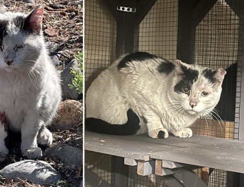 Elvis Rescued Near Busy Road, Retires to Feral Catio with Room Service for Life