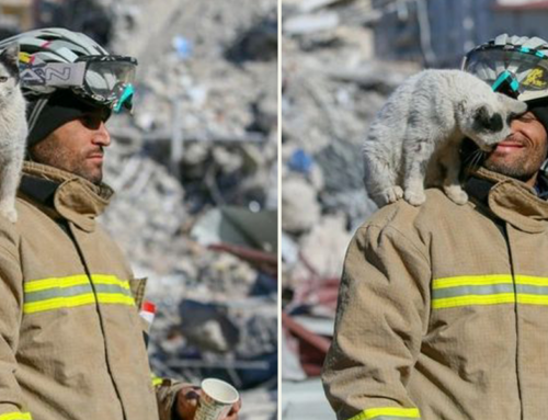 Cat Rescued from Earthquakes in Turkey Won’t Leave Firefighter’s Side