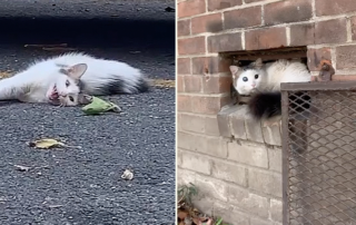 Brooklyn Cat Rescue Danaandthecats, Ham the elusive feral cat becomes a housecat, Brooklyn Animal Action